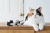 Tűzőgép, kézi, No.10, 20 lap, MAX "HD-10NX", szürke cica